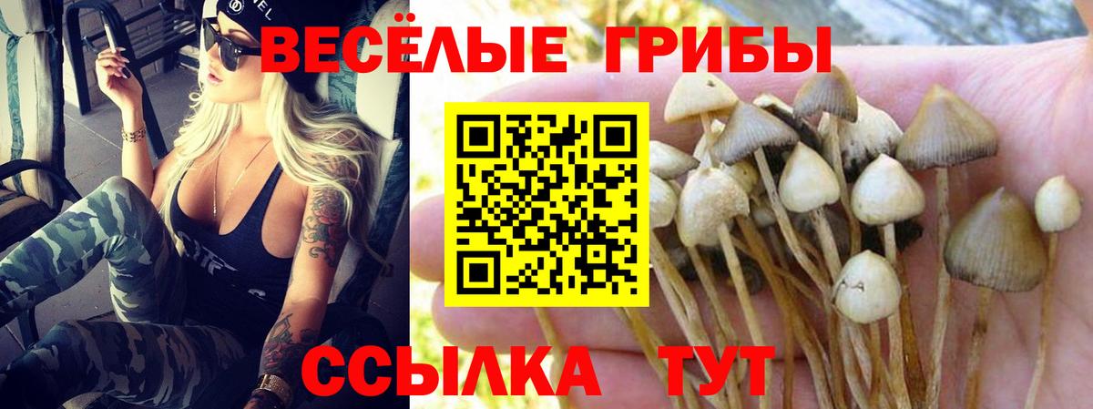 Корсаков  Галлюциногенные грибы мицелий  Псилоцибиновые грибы прущие грибы  Вход с VPN 